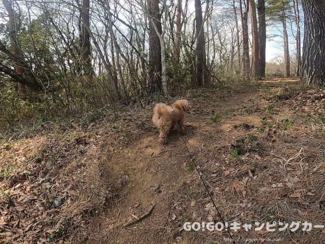 前が岳アウトドアパーク おすすめ
福島 キャンプ場 おすすめ
大玉村 キャンプ場 おすすめ
犬連れキャンプ おすすめ
福島 夜景キャンプ場
