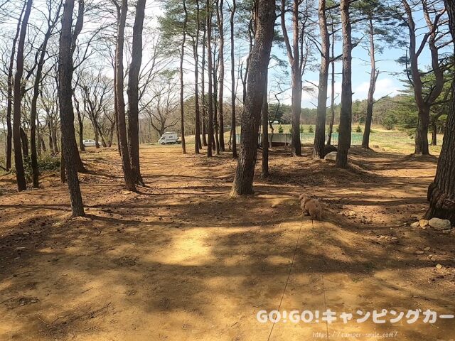 前が岳アウトドアパーク 松林サイト 眺め
前が岳アウトドアパーク 雲海
前が岳アウトドアパーク 朝の景色
福島 雲海 キャンプ
大玉村 雲海