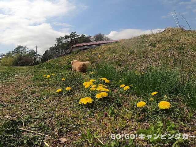 前が岳アウトドアパーク オーナー
前が岳アウトドアパーク 管理人
前が岳アウトドアパーク 口コミ
キャンプ場 管理人 親切
大玉村 キャンプ場 口コミ