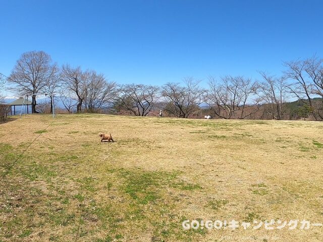 芝生サイト 広さ
キャンプ場 地面の状態
ペグ 打ちやすい 地面
設営しやすいサイト
フリーサイト 芝生
