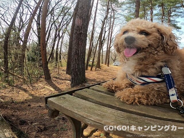 前が岳アウトドアパーク 犬連れ
前が岳アウトドアパーク ペット
福島 犬連れキャンプ場
大玉村 犬連れキャンプ
犬とキャンプ 福島