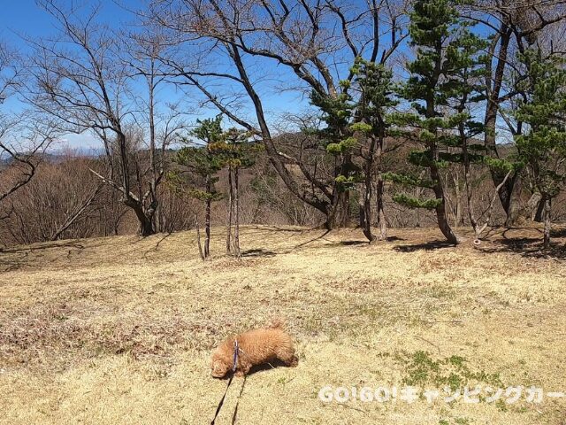 犬連れキャンプ マナー
リード着用 キャンプ場
ペット連れ 注意点
愛犬とキャンプ マナー
犬と自然公園
