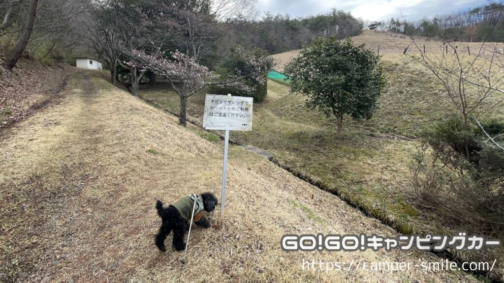 犬連れキャンプ マナー